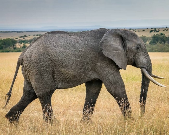 elephant